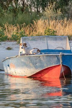 Dog sitting on a boat