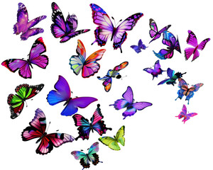 A vibrant collection of colorful butterflies in various poses and patterns.