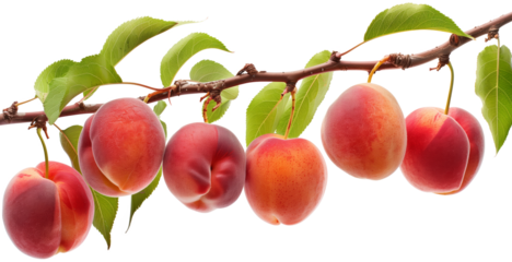 Bunch of peaches hanging from a branch