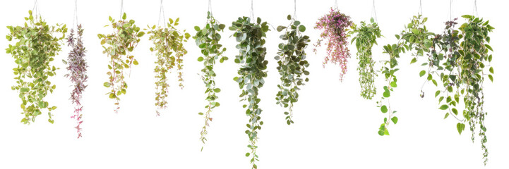 Obraz premium Lush Green Ivy with Cascading Foliage and Sparse Red Blossoms Isolated on Transparent Background, Ideal for Natural Wall Accents and Eco Designs