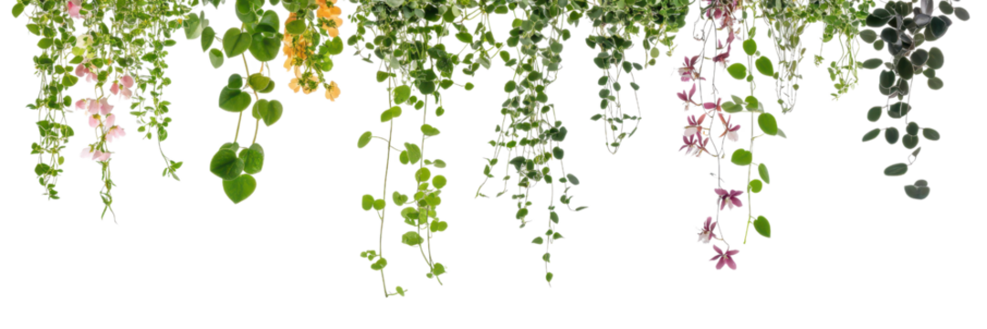 Vibrant green leaves with purple flowers isolated on transparent background, ideal for decorative graphics and event embellishments