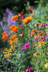 Obraz premium Organic farm with a focus on biodiversity and pollinator-friendly plants. Bees and butterflies among blooming flowers, Generative AI