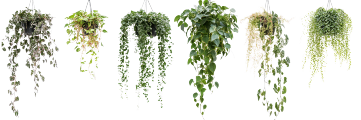 Green foliage cascade with delicate flowers isolated on transparent background, ideal for elegant graphics and home decor projects