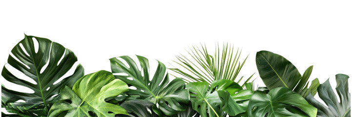 Obraz premium Tropical green leaves isolated on transparent background, perfect for vibrant home decor and botanical-themed graphic designs