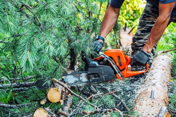Obraz premium A man with a chainsaw in his hands saws trees, sawdust fly to the sides