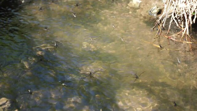 Close up of the common water strider (Aquarius remigis) on the water