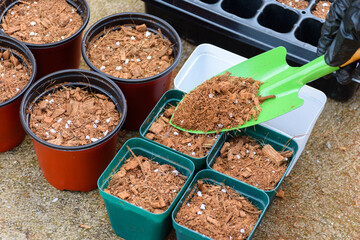 Farmer hand holding a green shovel and adding soil fertilizer to a pot for planting is preparing fertilizer for agricultural planting. Agricultural equipment for cultivation and nursery.