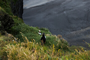 Atlantic puffin near cliffs edge
