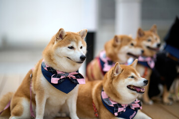 A group of cute shiba inu sitting on ground in Sha Tau Kok, Hong Kong