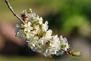 Close-Up of white apple tree blossoms in bright sunlight, captured from a low angle on a clear spring day, horizontal