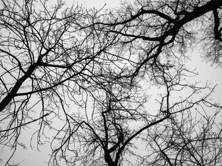 View from Below of a Tangle of Dry Branches during the Winter of Tall Trees and the white Sky in the background