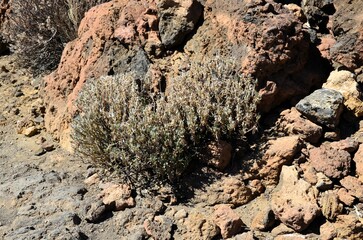 Scenic view of volcanic rock formations in desert during sunny day, Teide National Park, Tenerife
