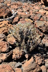 Scenic view of volcanic rock formations in desert during sunny day, Teide National Park, Tenerife