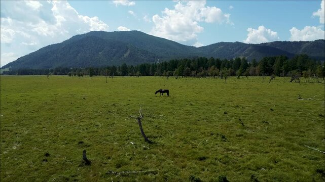Wide open green field under a blue sky with fluffy clouds, grazing horses in Arauca, Colombia, aerial view