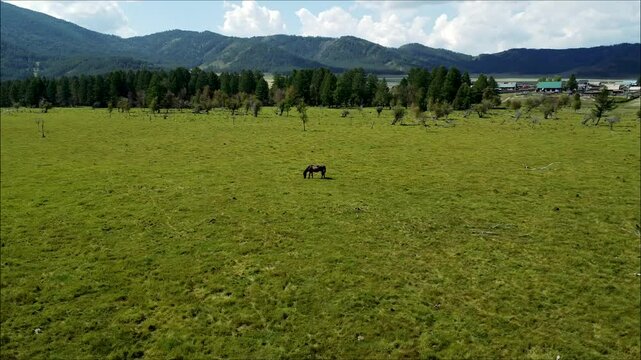 Wide open green field under a blue sky with fluffy clouds, grazing horses in Arauca, Colombia, aerial view