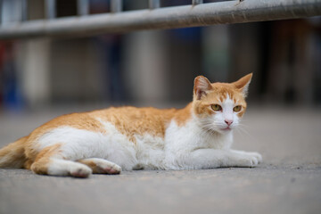 A cute domestic cat sitting on the ground in Sha Tau Kok, Hong Kong
