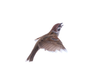 flying sparrow isolated on white background