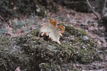 Dry leaf on the rock with rockweed in forest