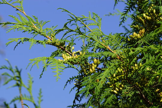 Close up Thuja occidentalis, northern white-cedar, eastern white-cedar,or arborvitae. Leaves and immature cones. Family Cupressaceae. Dutch garden, August, Summer. 