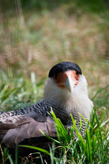 bird in grass lying bird beak Grass Backgrounds vulture hawk kite bird buzzard