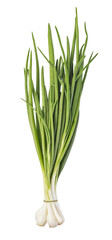 Green Onion isolated. png file