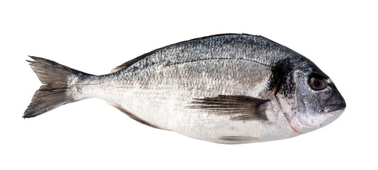 fresh dorado fish isolated. png file