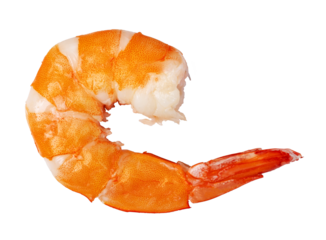 shrimp isolated. png file