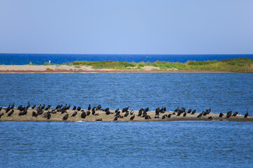 Many cormorants in the nature reserve  Westermarkelsdorf Huk (headland) at the Baltic Sea Island Fehmarn - Germany