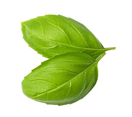 Obraz premium Fresh green basil leaves isolated. png file