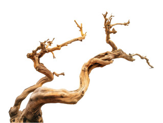 A twisted, gnarled tree branch showcasing natural texture and form.