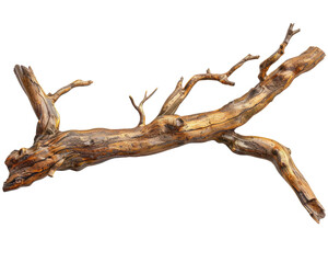 A piece of weathered driftwood with branches, showcasing natural textures and colors.