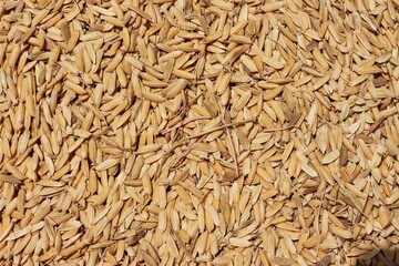 Top view of paddy rice or rice seed on background. Yellow paddy jasmine rice for background.