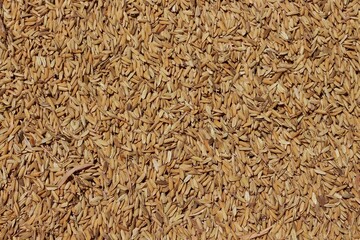 Top view of paddy rice or rice seed on background. Yellow paddy jasmine rice for background.