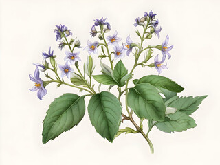 Enchanters Nightshade Watercolor Flower Plant Nature Art 