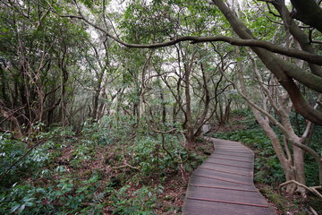 refreshing autumn forest and fine walkway