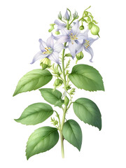 Obraz premium Enchanters Nightshade Watercolor Flower Plant Nature Art 