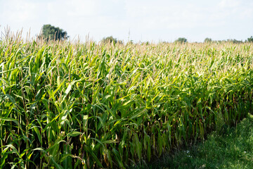 Frisch geernteter Mais Zea mays