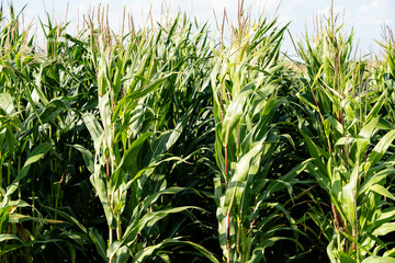 Obraz premium Frisch geernteter Mais Zea mays