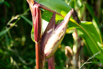 Frisch geernteter Mais Zea mays