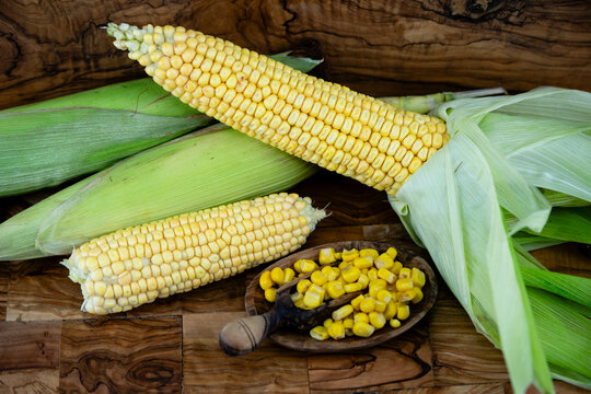 Frisch geernteter Mais Zea mays