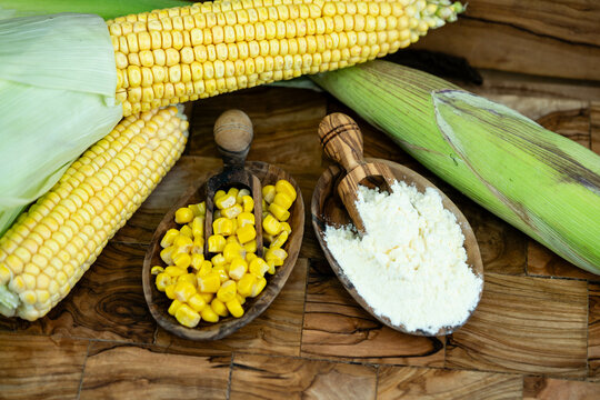 Frisch geernteter Mais Zea mays