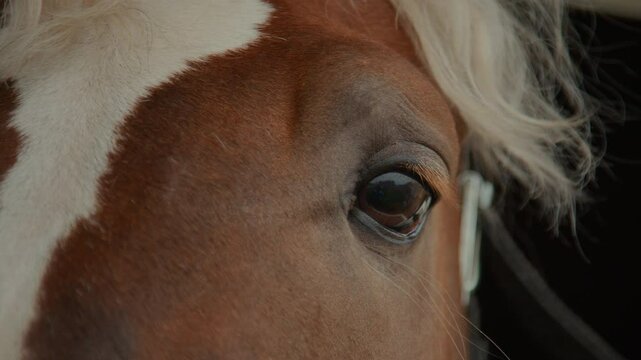 Close up of brown eye of Quarter Mile breed horse with beautiful reddish brown coat with a white spot on face