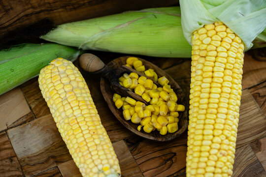 Frisch geernteter Mais Zea mays