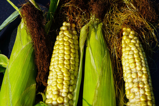 Frisch geernteter Mais Zea mays