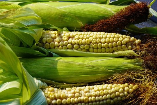 Frisch geernteter Mais Zea mays