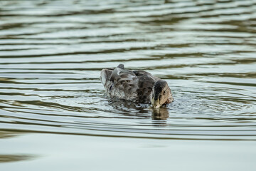 Dorosła kaczka krzyżówka płynąca po spokojnym stawie patrzy prosto w obiektyw © Paweł Kacperek