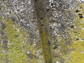 Green moss on stone