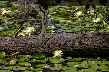 Pond covered with yellow water lilies with a fallen tree trunk