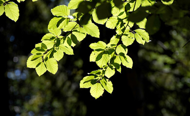 Hornbeam leaves illuminated by the summer sun in a close-up shot