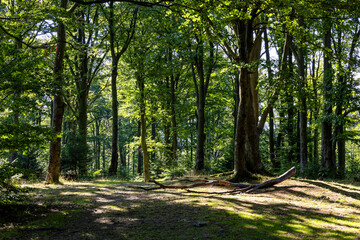 Beautiful green forest on a summer sunny day